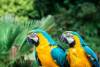Blue-and-yellow macaws return to Rio after two centuries