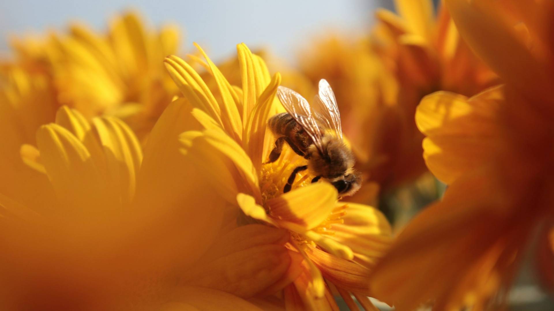 Dedicated beekeepers are traveling hundreds of kilometers to Belgium to collect fertilized queens, bringing resilient genetic material to new colonies in the Netherlands, France, and Germany. This annual mission preserves the European dark bee, a native subspecies perfectly adapted to local flowers and