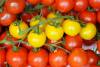 Solar panels help grow tomatoes while saving water and energy