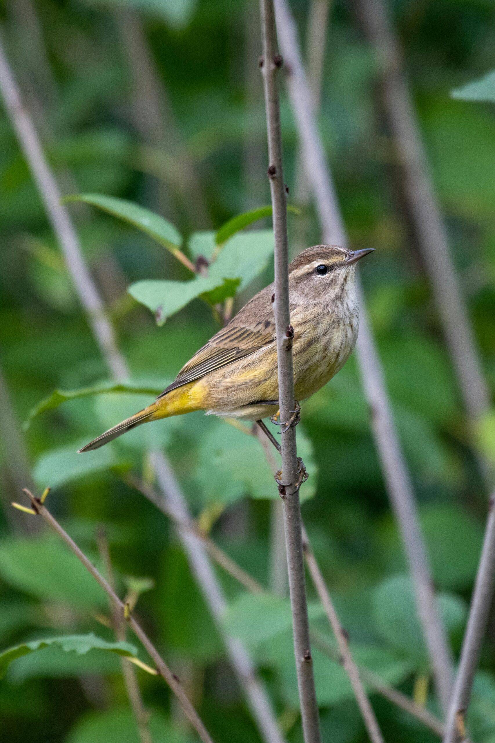 Researchers in Japan have identified a hidden bird species, revealing that the Ijima's Leaf Warbler actually consists of two distinct groups. This breakthrough, powered by advanced DNA analysis, showcases how modern science protects biodiversity by ensuring every unique creature is recognized and supported