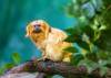 Brazil opens rehab center to protect rare lion tamarins
