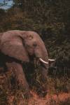 Europe’s first elephant sanctuary opens in Portugal