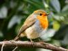 UK Banknotes set to celebrate wildlife after public vote