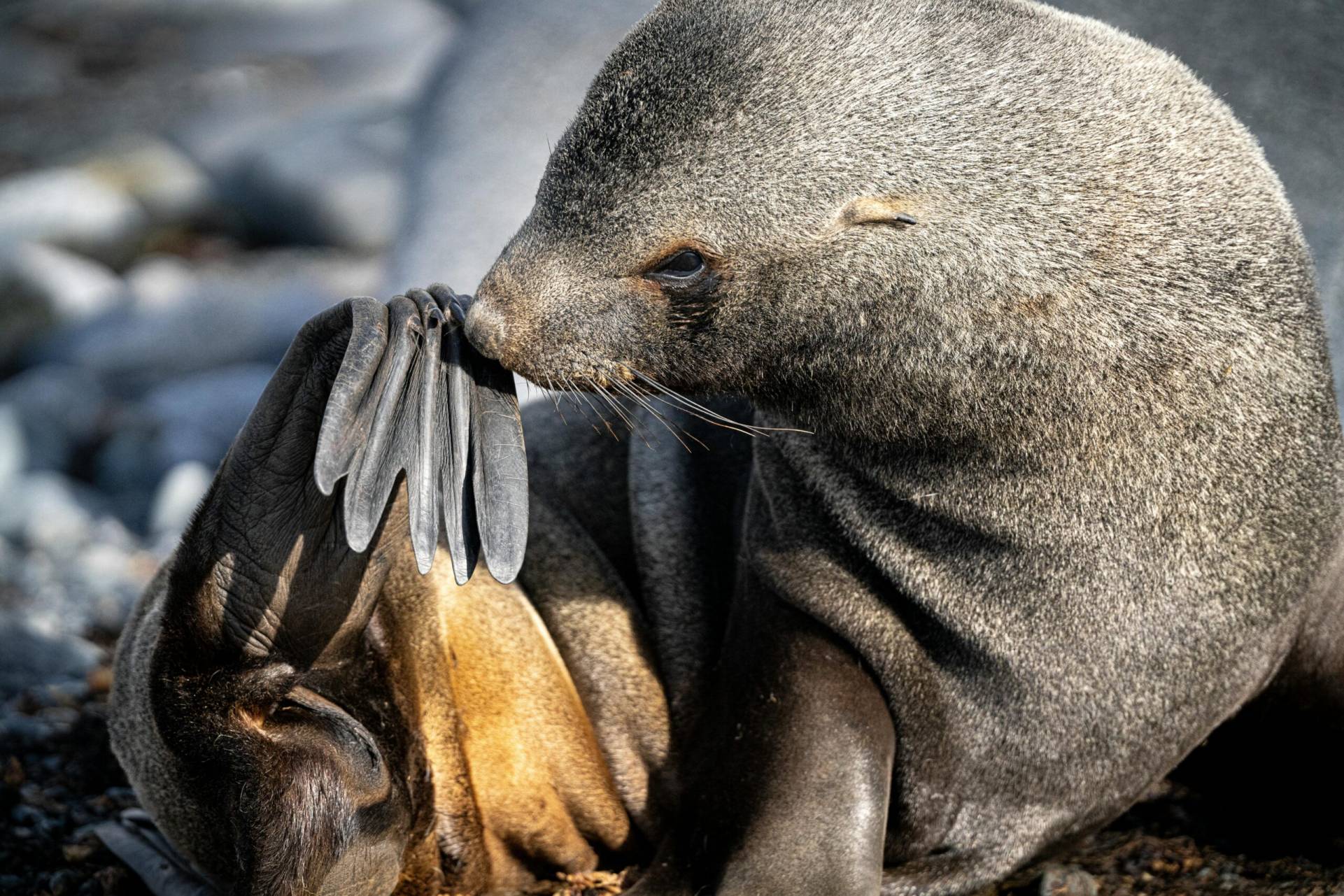 The Juan Fernández Archipelago in Chile is celebrating a major win for nature with the creation of a massive marine sanctuary. This protected area ensures a safe haven for the unique local fur seals and vibrant sea life, allowing these playful marine mammals to flourish in a healthy and undisturbed ocean